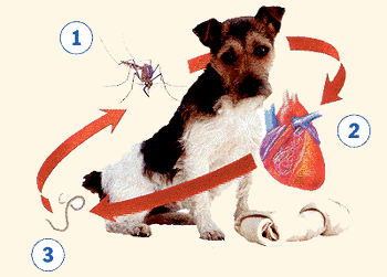 Heartworm Prevention: It's not just for Summer
